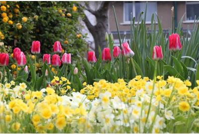 Allow the Fresh Spring Breeze Into Your Home and Wardrobe with the Secret Language of Flowers